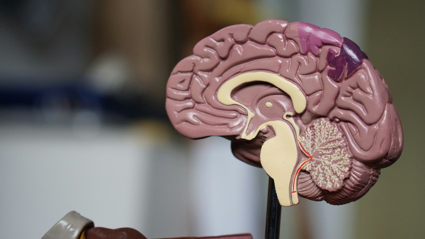 İnsan beyni anatomik modeli